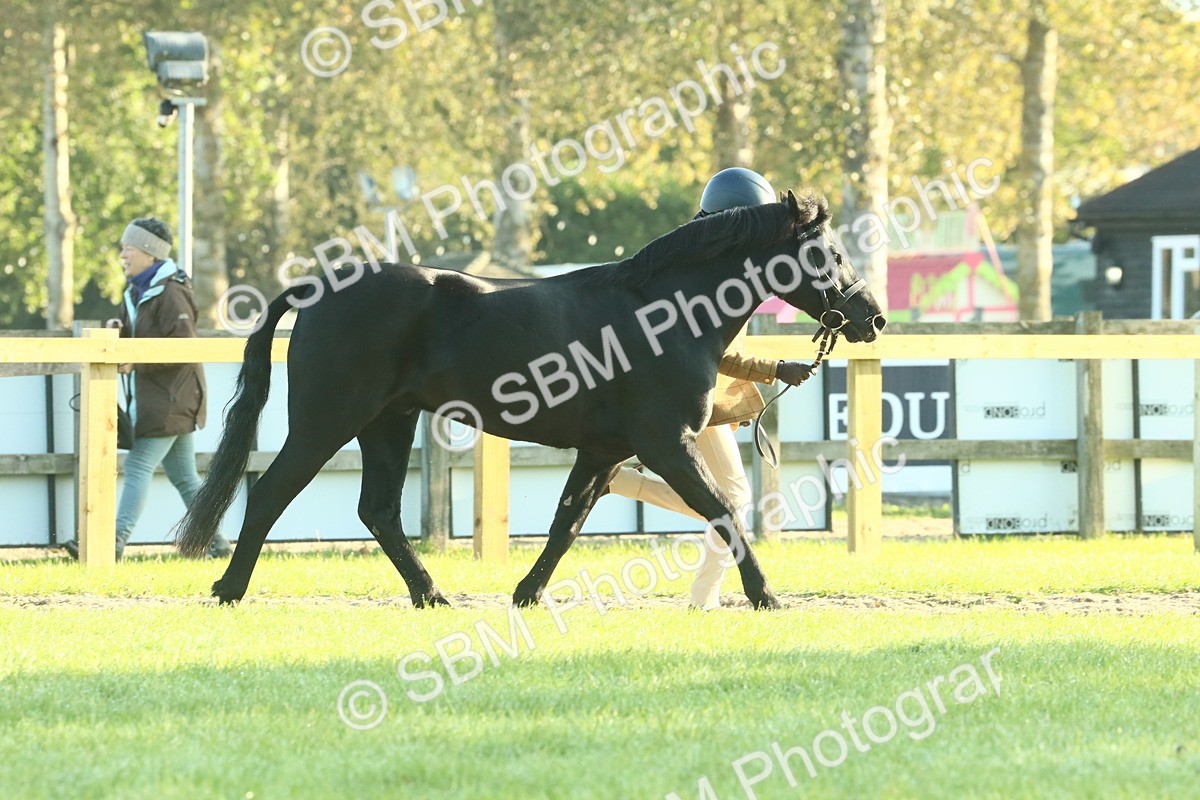 SBM_57340 - S37 - Starters In Hand Showing