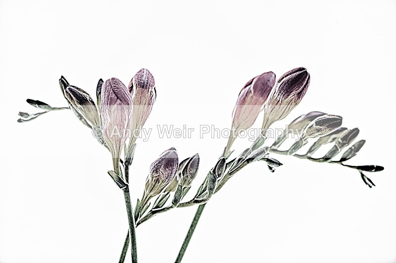 20131013-Fresia_3K8A7214_HDR-2-2476 - Plants & Flowers