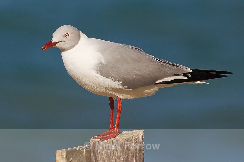 Grey-headed Gull perched on a fence post - Grey-headed Gull