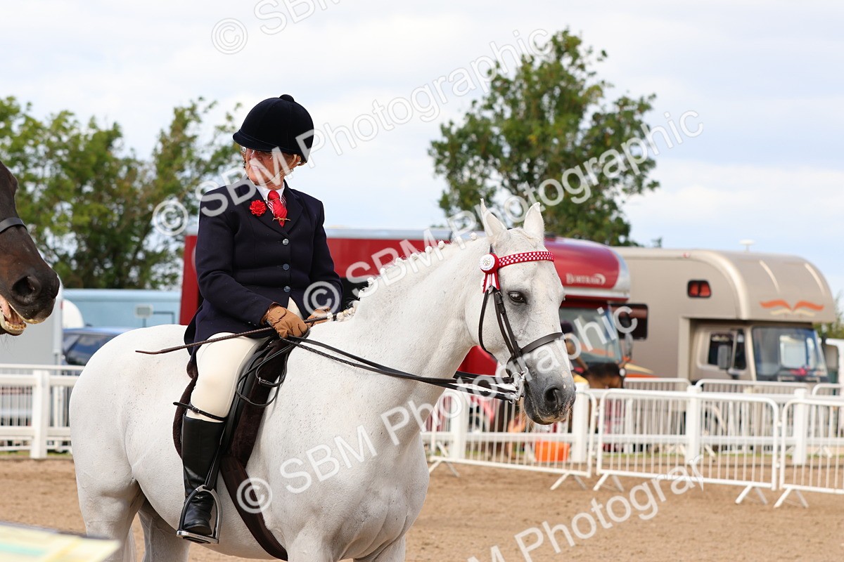 SBM_14157 - Class 213 - Ridden Hack Riding Horse