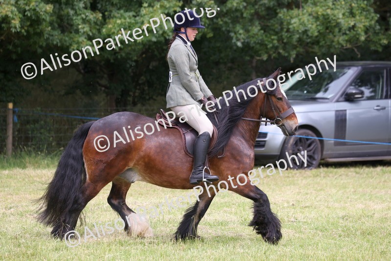 20260614-2941 - Class 22 - Open Working Hunter