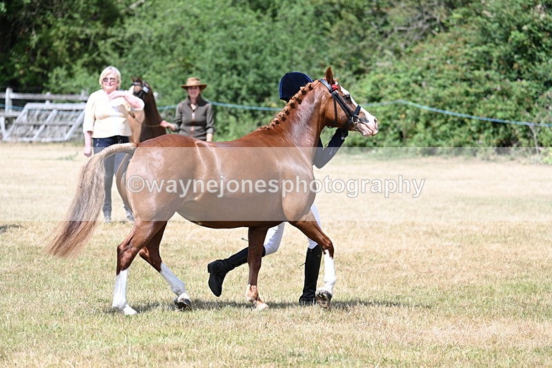 WJ7_1571 - Class 4 Prettiest Mare up to 14.2hh in hand