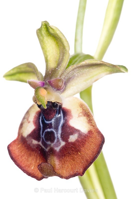  - WB: Orchids - Ophrys