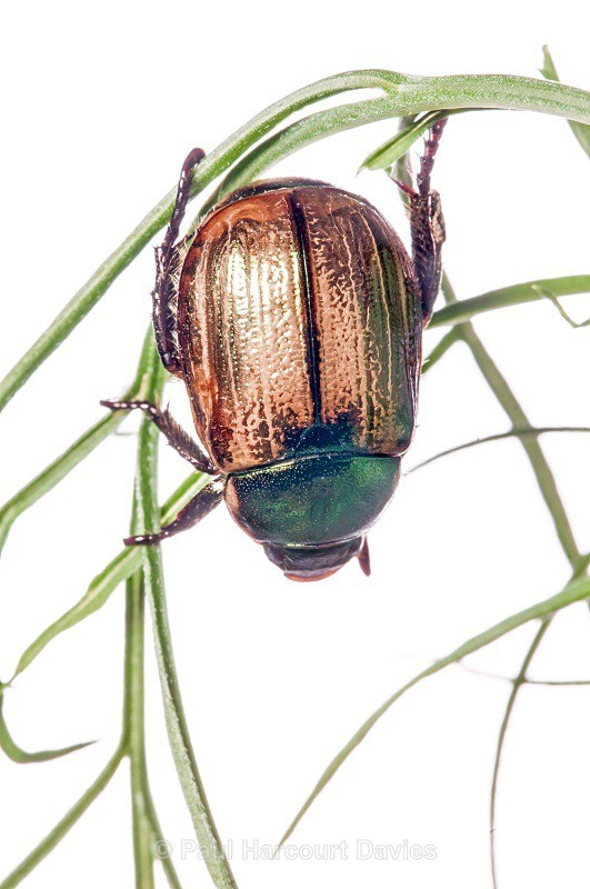 Chafer Beetle (Protaetia (Netocia) cuprea) MYN - Small Creatures - WB