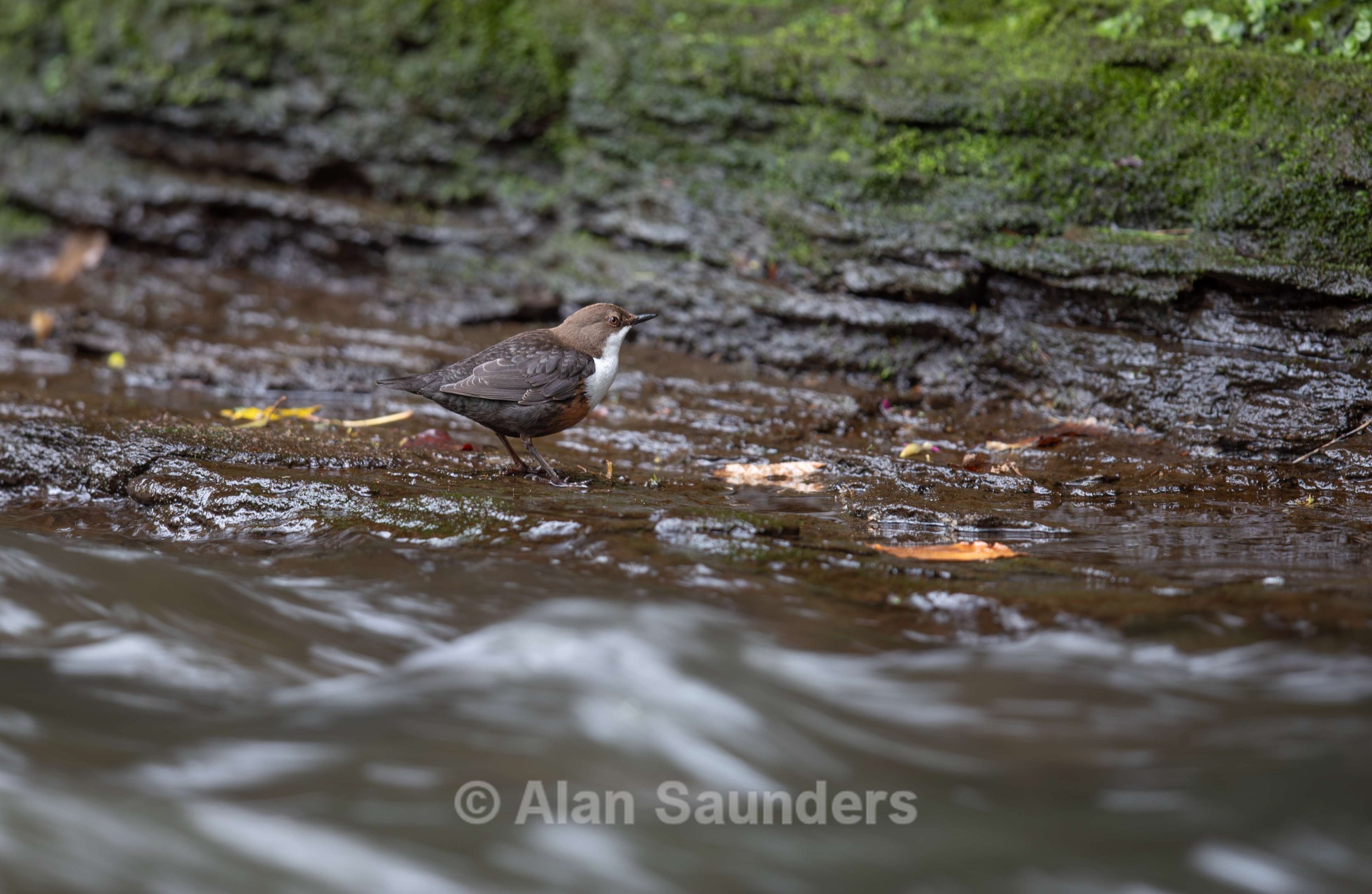 Dipper 5