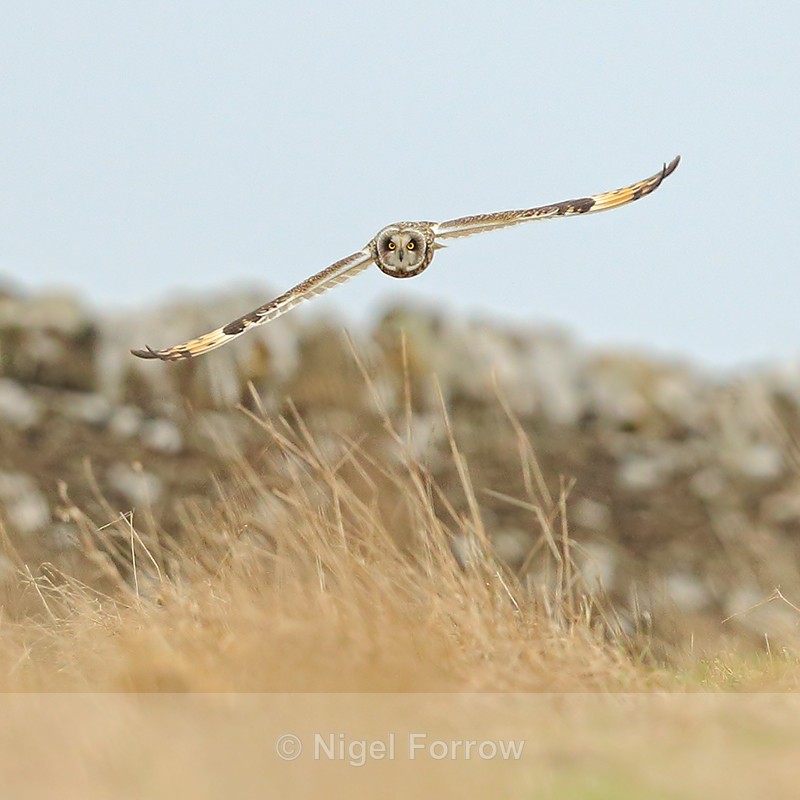 Short-eared Owl head-on, Hawling, Gloucestershire - Short-eared Owl