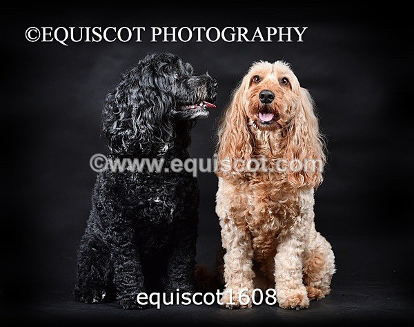 equiscot1608 - POPPY & EDDI