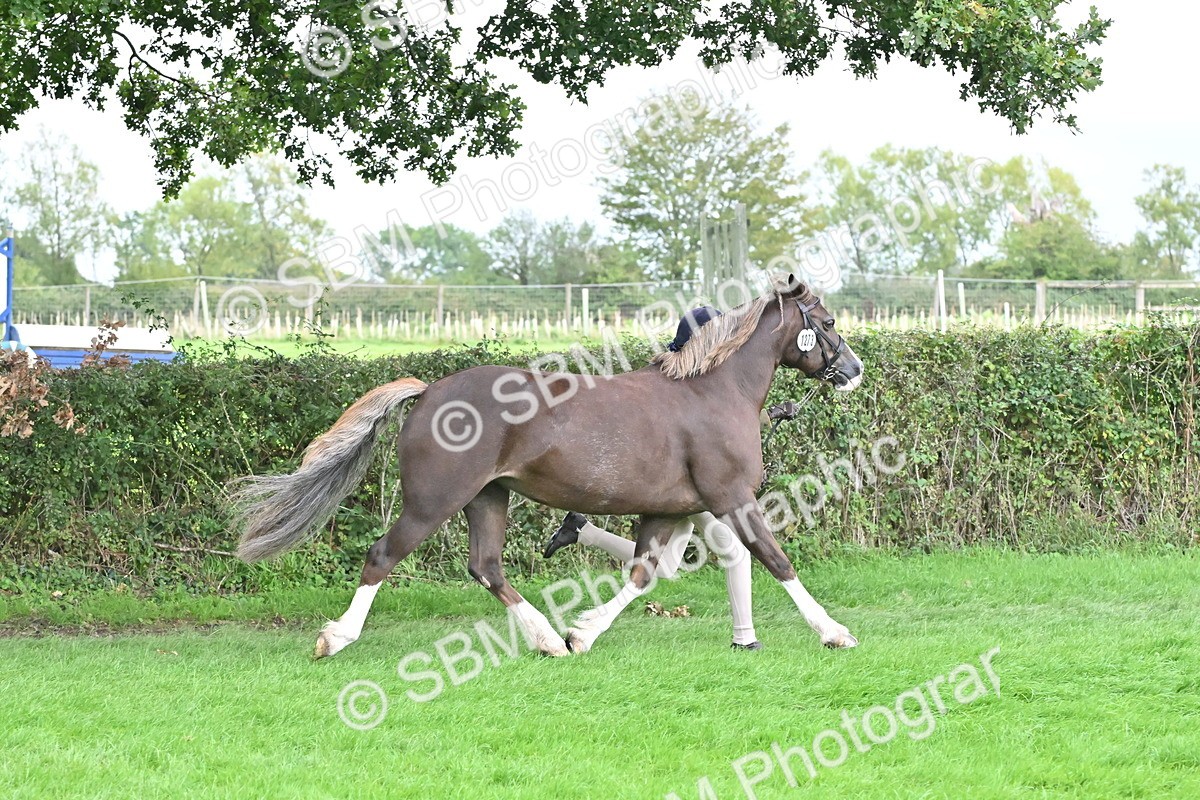 SBM_63233 - S49 - Mountain & Moorland In Hand Large Breeds