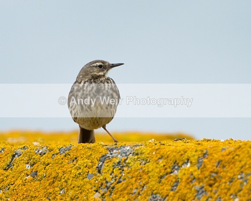 20110615-IMG_5874 - Pipits & Wagtails