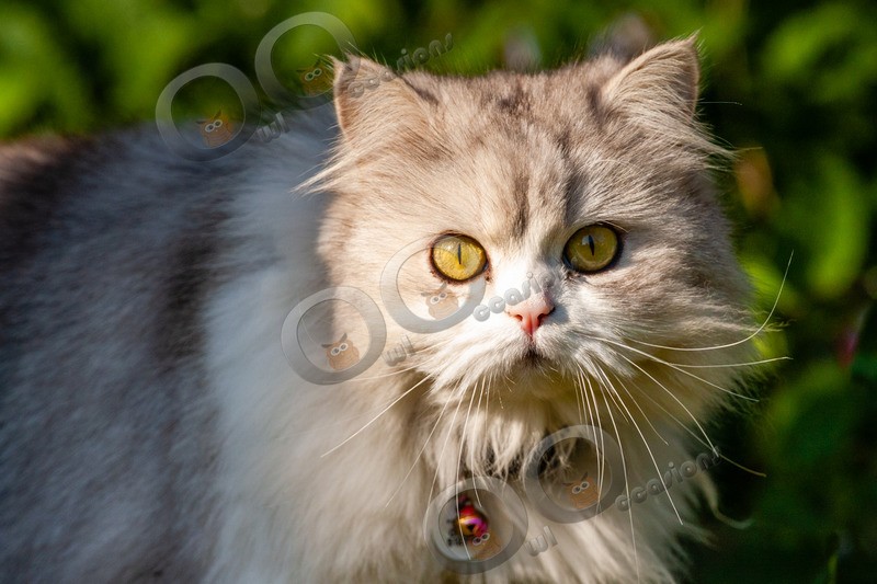Cat domestic-3334 - Pet Photography