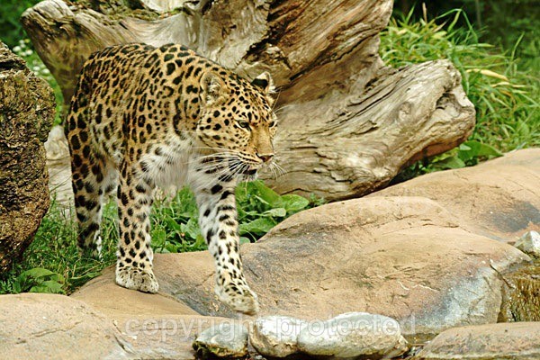 Amur leopard - Milena (Colchester Zoo) - Amur Leopards