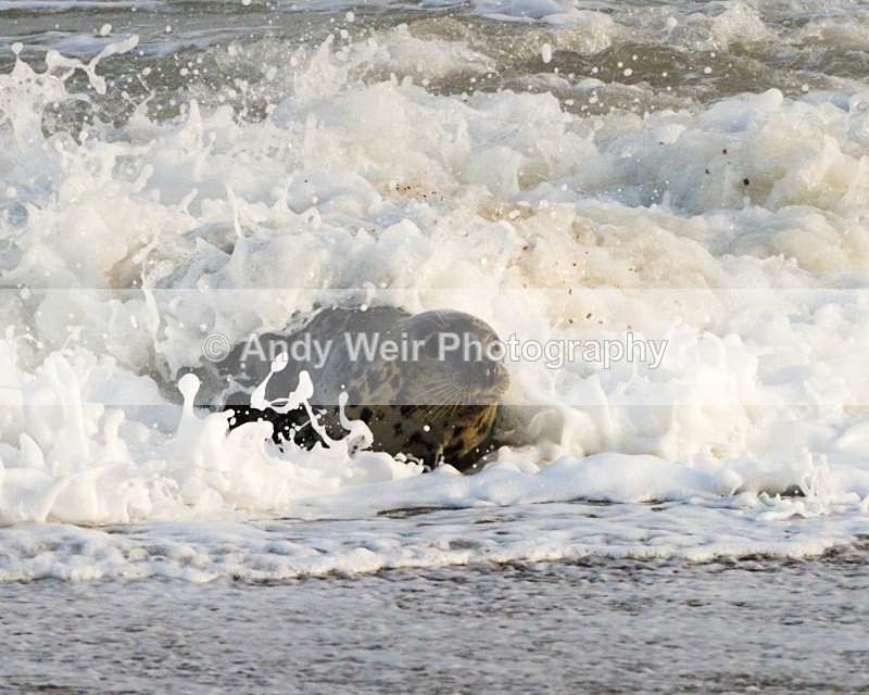 20101128-3767 - Grey Seal