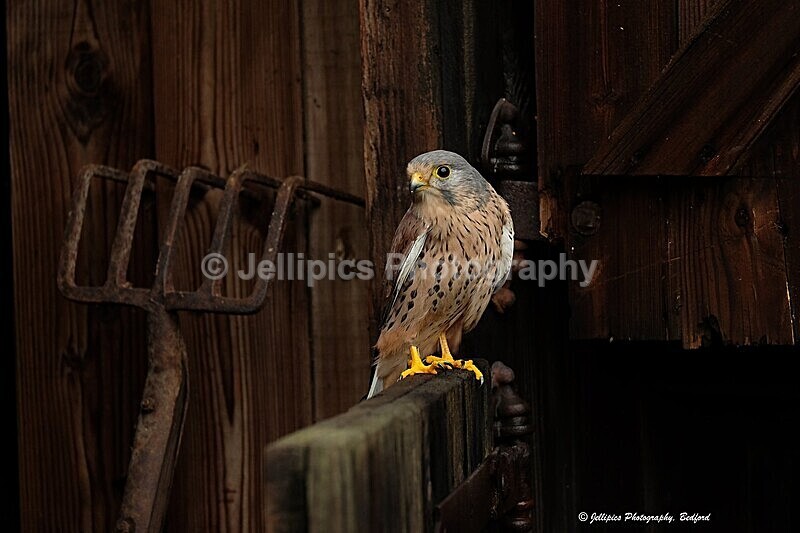  - Wildlife and Nature