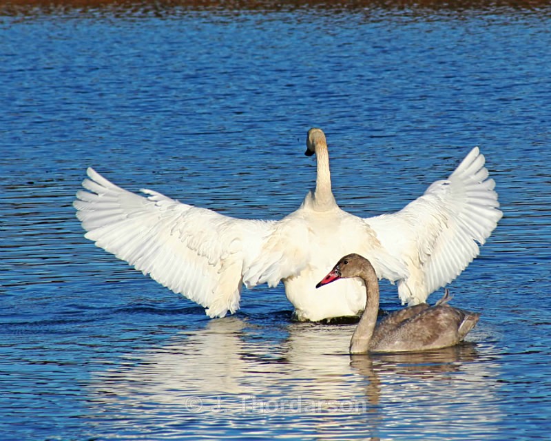  - Trumpeter Swans