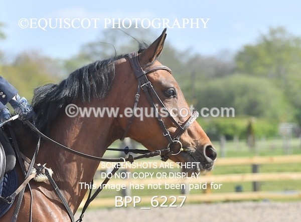 BPP_6227 - CLASS 32 MON Club/ Unaffiliated 80cms Open