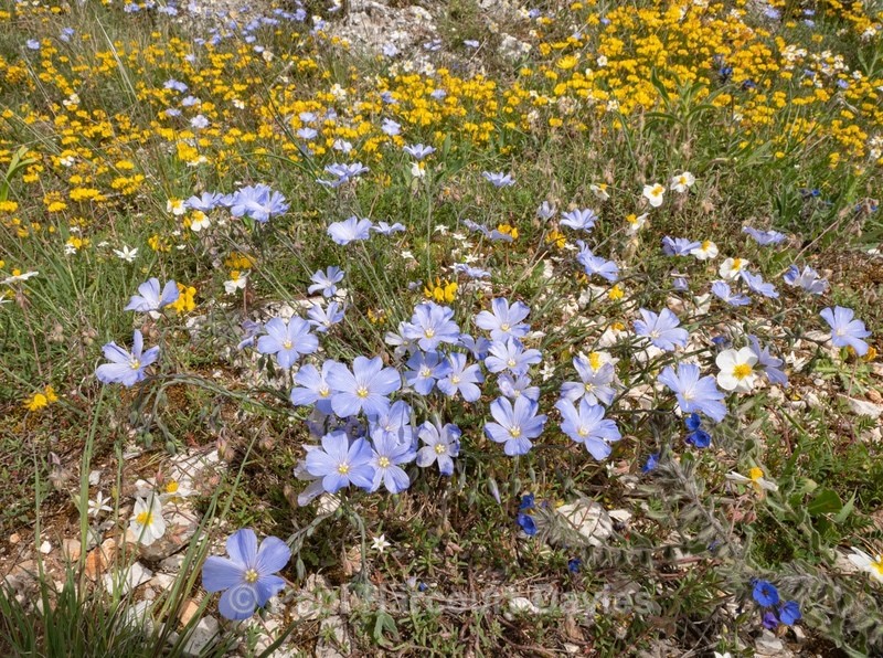 Perennial flax (Linum perenne)  - Gargano - Flowers in the Landscape