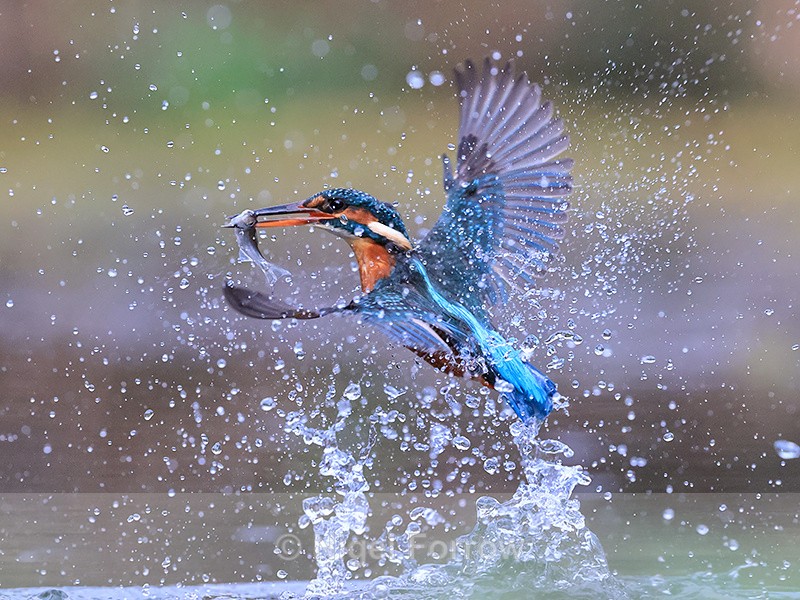Common Kingfisher surfaces with fish after dive, Otterbourne - Kingfisher