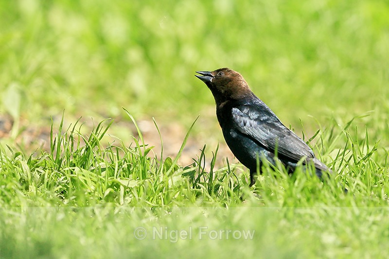 Male Brown-headed Cowbird, Minnesota, USA - Brown-headed Cowbird