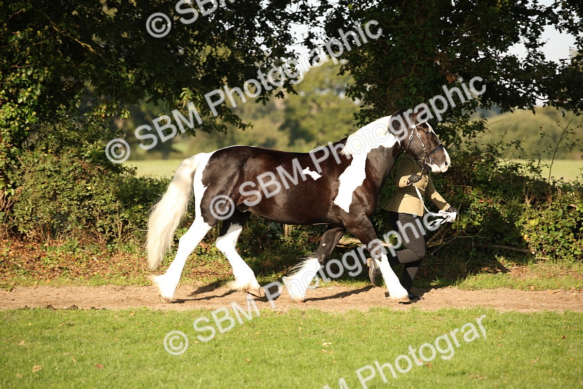 SBM_58669 - S51 - Piebald & Skewbald Horse In Hand