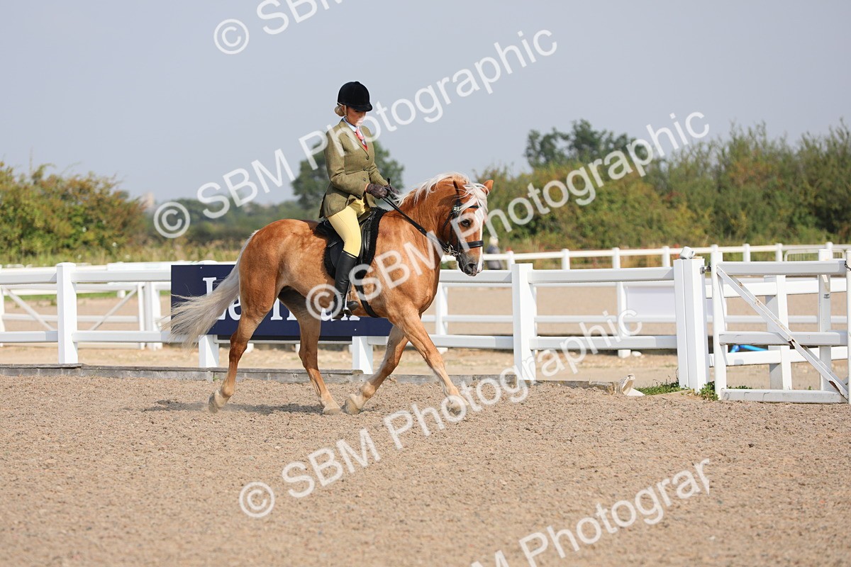 SBM_11337 - Class 305 Ridden Foreign Breeds- Pure Bred