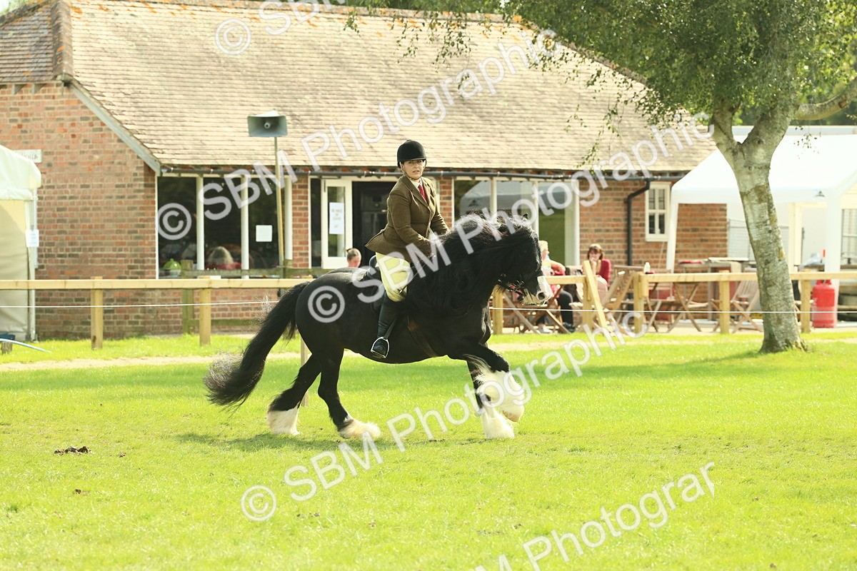 SBM_66629 - S34 - Rehabilitated Rescue Horse & Pony In Hand & Ridden