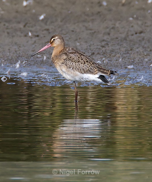 Black-tailed Godwit seen from the first screen at Otmoor - Black-tailed Godwit