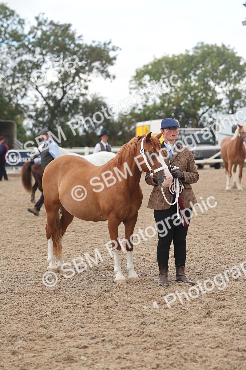 SBM_03306 - Class 16 - IH M&M Wildcard