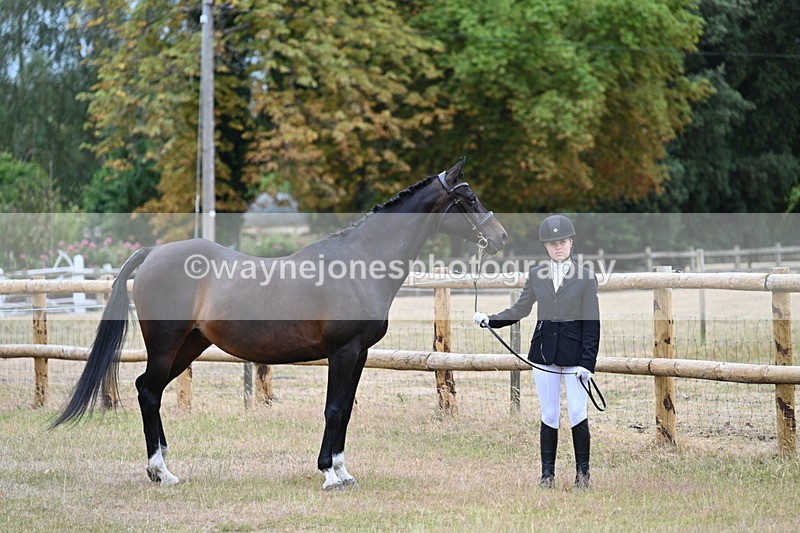 WJ7_8978 - Class 4a Prettiest Mare 14.2hh and over