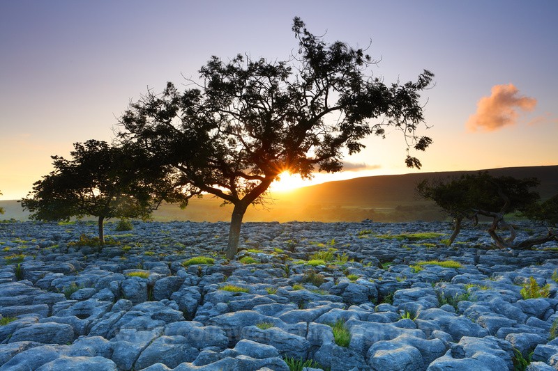 Tree's growing out of Limestone Pavement.  ref 5178 - The Pennines and Cumbria
