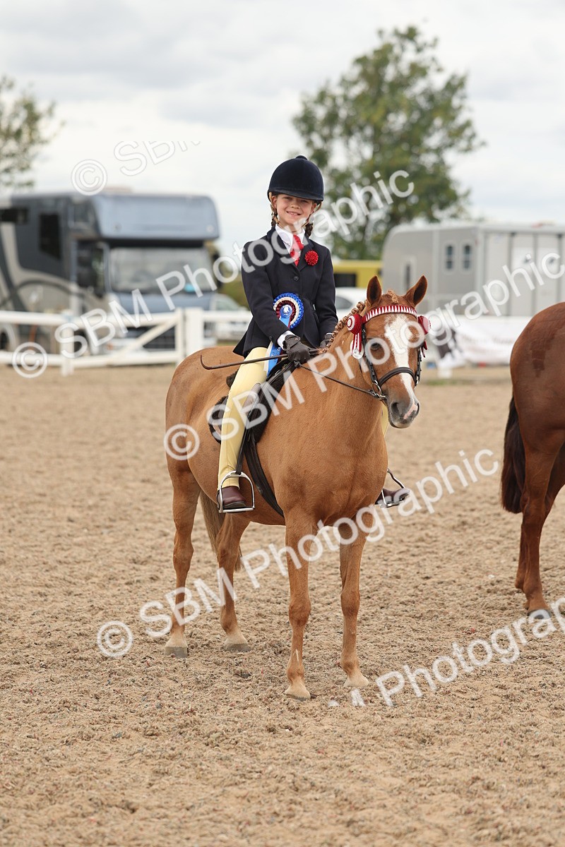SBM_16079 - Class 311 - Ridden Show pony-Show hunter Pony