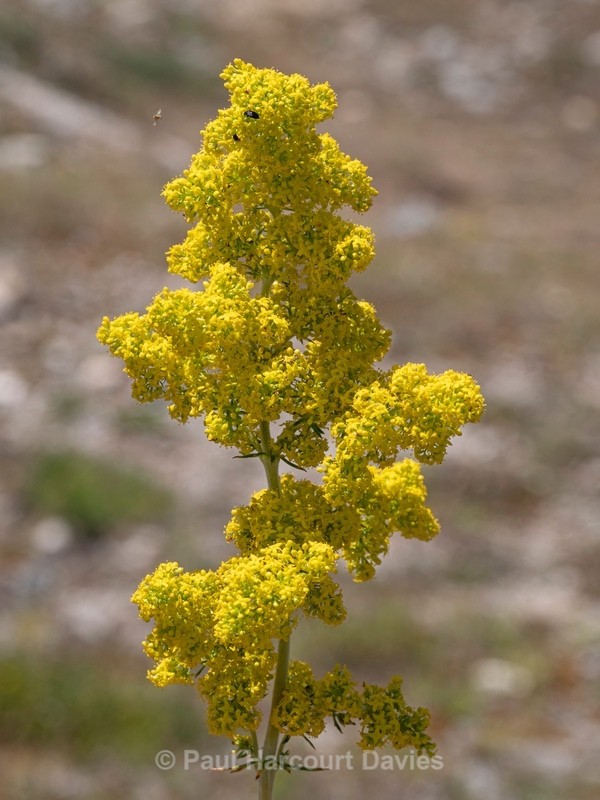 Lady's bedstraw (Galium verum) also yellow bedstraw - Flower Portraits
