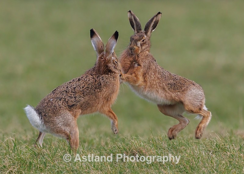 Brown Hare - Latest Images