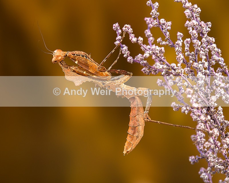 20140325-3K8A9429 - Insects