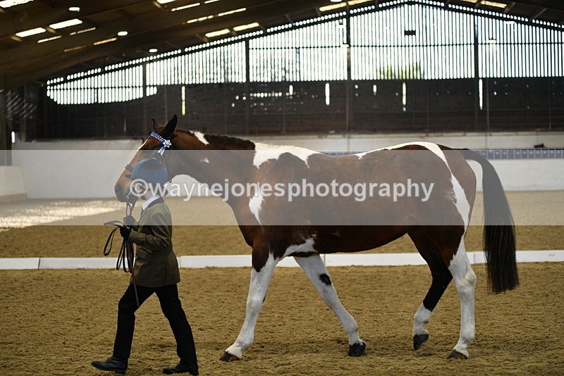 WJ5_3830 - Class 5 In Hand Veterans