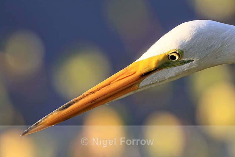 Great Egret head close view, Venice Rookery, Florida - Great Egret