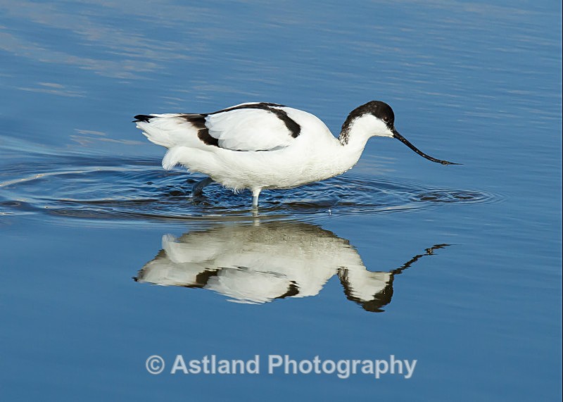 Astland Photography, Bird and Wildlife Images, Susan and Peter Wilson, U.K.