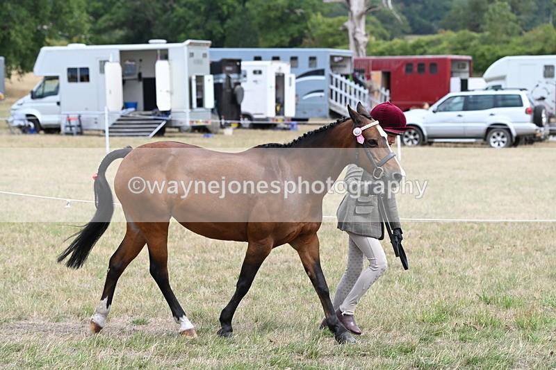 WJ6_5898 - Class 19 In-hand Veterans (Uploaded correct folder)