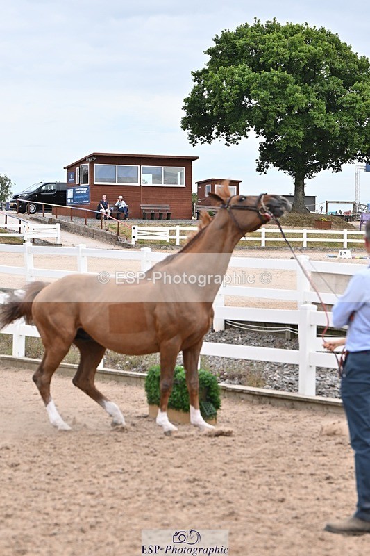 250716-143354-01207 - Trot Up 2.30 to 3.30