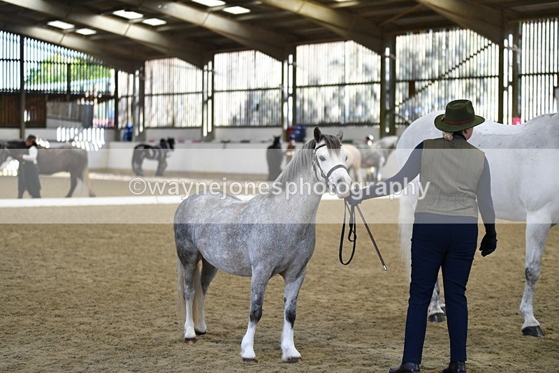 WJ5_4079 - Class 2 Best Condition In hand