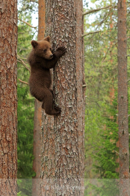 Brown Bear cub climbing a tree at Martinselkonen - Brown Bear