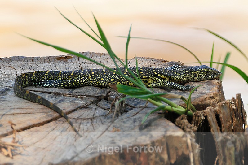 Nile Monitor basking - REPTILES & AMPHIBIANS
