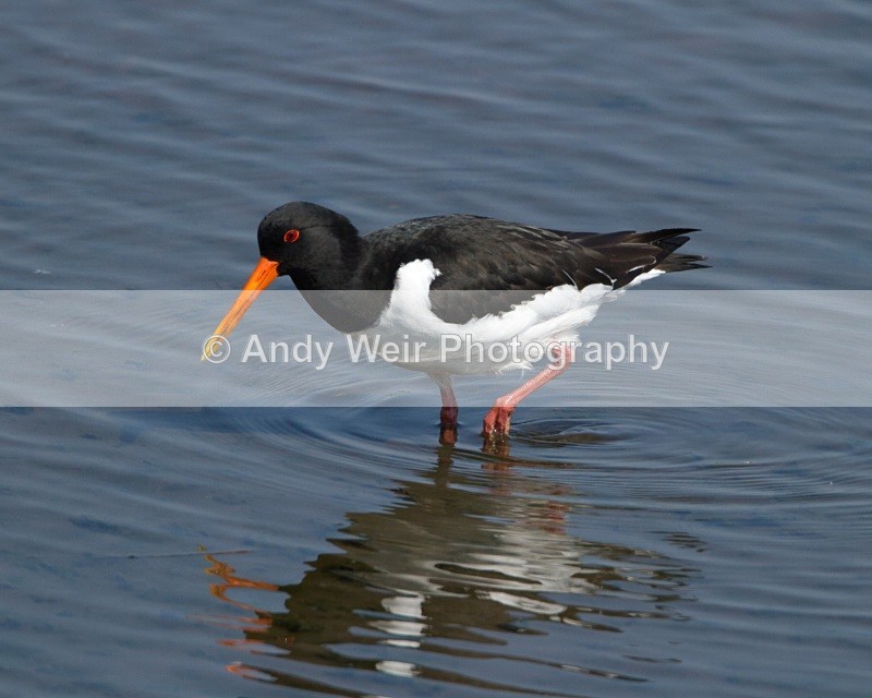 20110422-IMG_4747 - Oyster Catcher