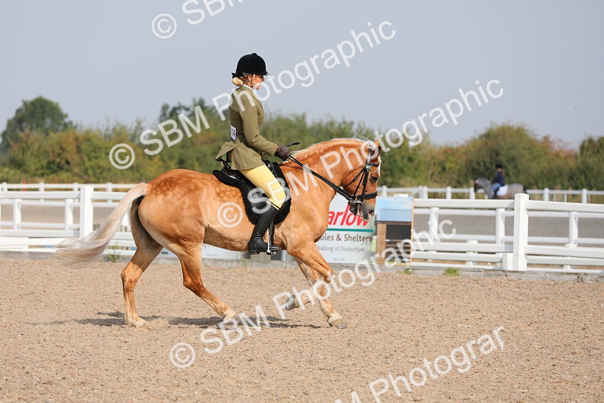 SBM_11412 - Class 305 Ridden Foreign Breeds- Pure Bred