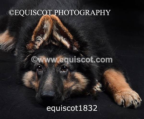 equiscot1832 - RONNIE