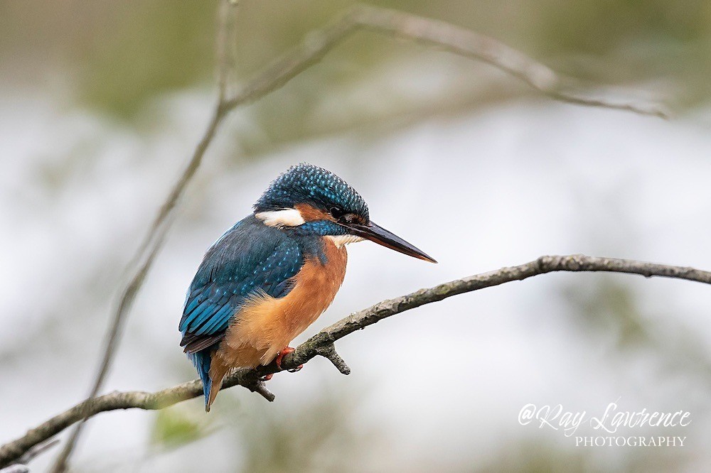 Kingfisher Alcedo Atthis039 - Kingfishers