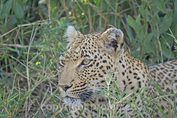 Watchful leopard - Timbavati, South Africa - African Leopards