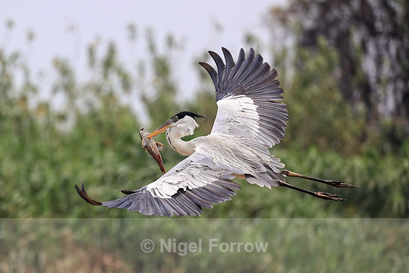 Cocoi Heron (adult) in flight carrying fish, Pantanal, Brazil - Cocoi Heron