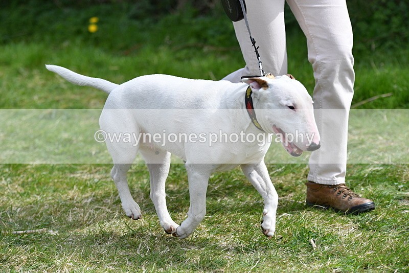 WJ5_0477 - Class 7 Best Terrier