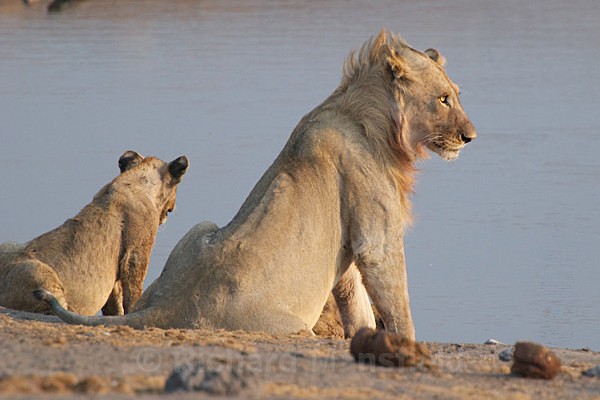  - African Journey