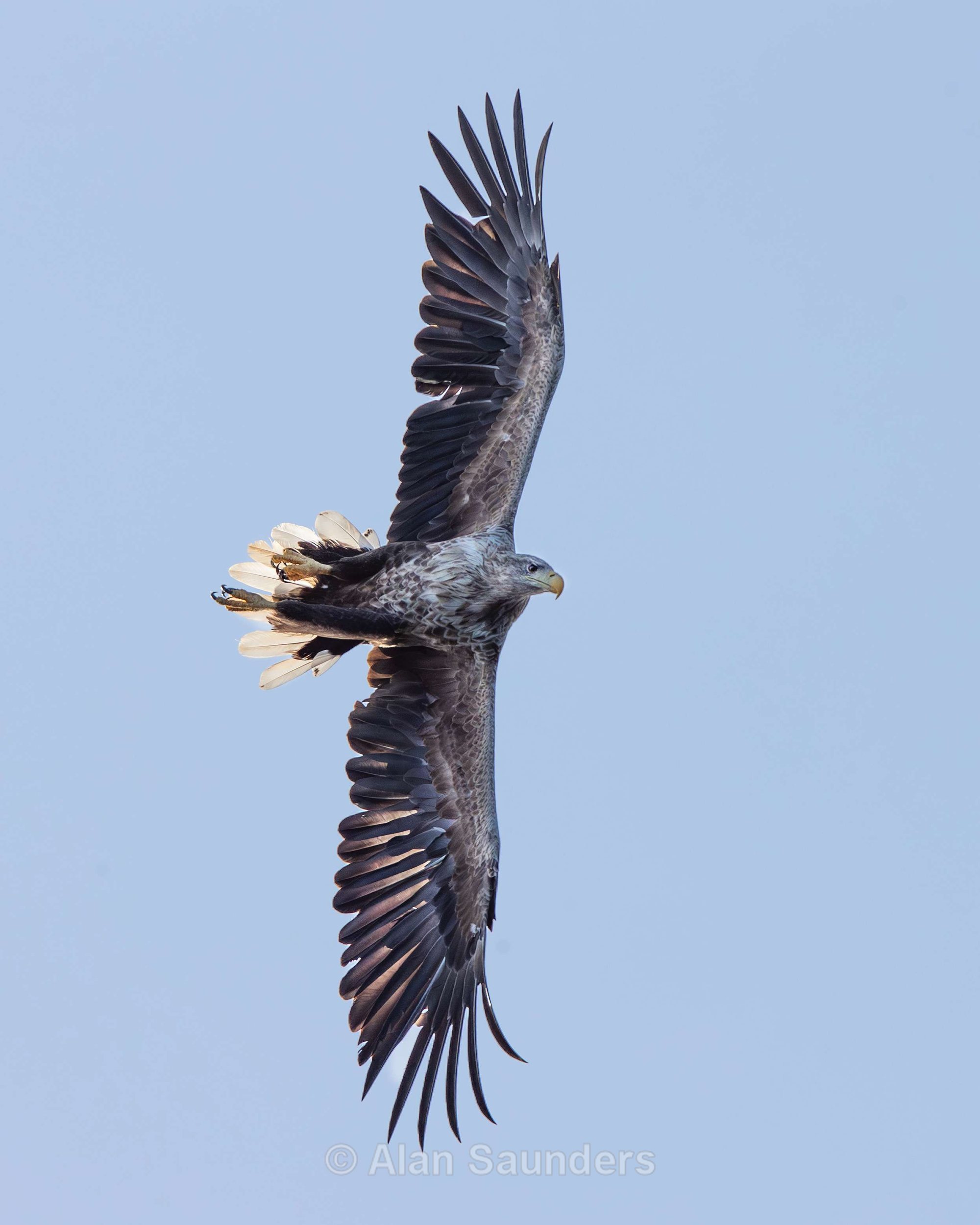 White Tailed Eagle 83